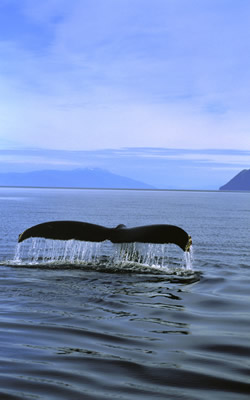 Another tail.jpg