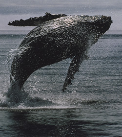 Humpback.jpg